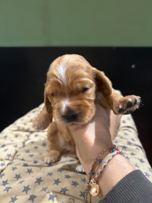 Les chiots de Cocker Spaniel Anglais