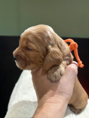 Les chiots de Cocker Spaniel Anglais