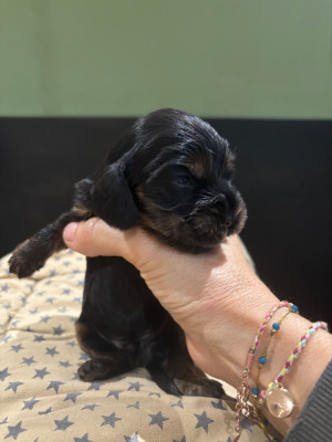 Les chiots de Cocker Spaniel Anglais