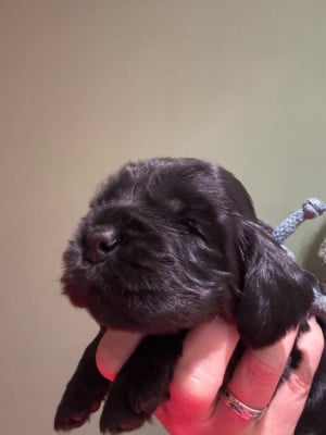 Les chiots de Cocker Spaniel Anglais