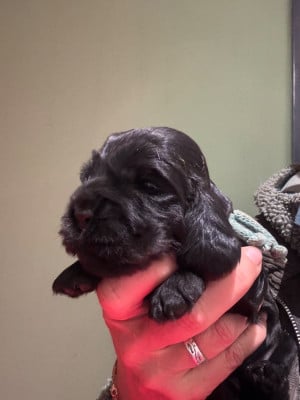Les chiots de Cocker Spaniel Anglais