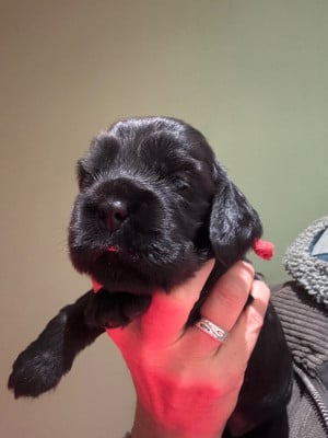 Les chiots de Cocker Spaniel Anglais