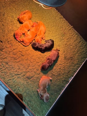 Les chiots de Cocker Spaniel Anglais