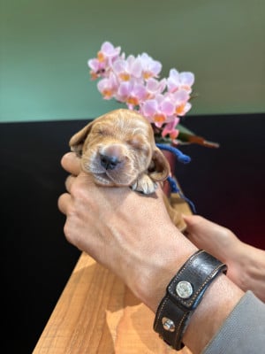 Les chiots de Cocker Spaniel Anglais