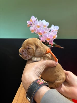 Les chiots de Cocker Spaniel Anglais