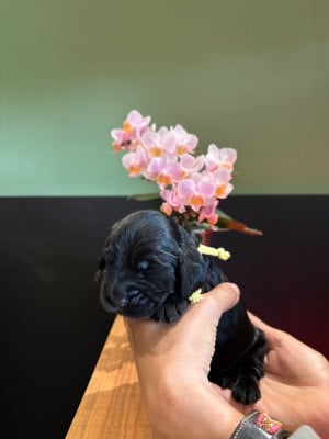 Les chiots de Cocker Spaniel Anglais
