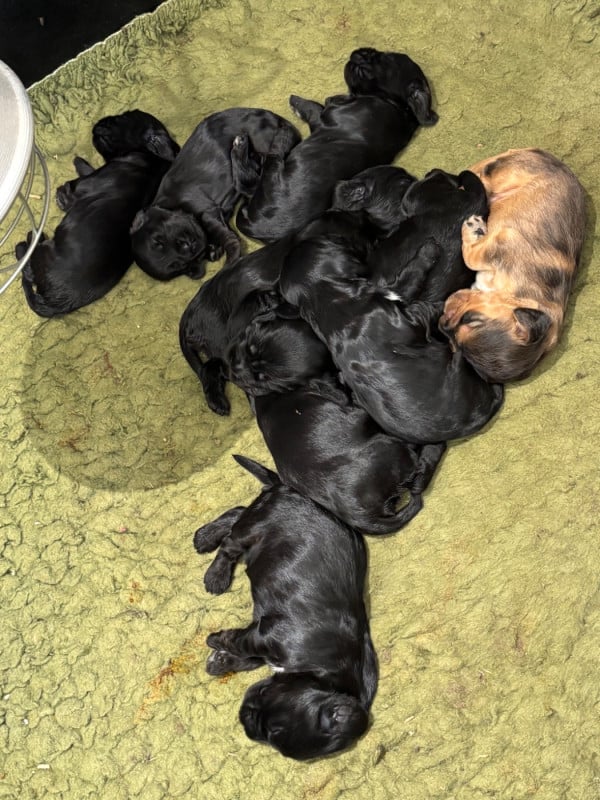 Cocker Spaniel Anglais - de La Constellation d'Heelou