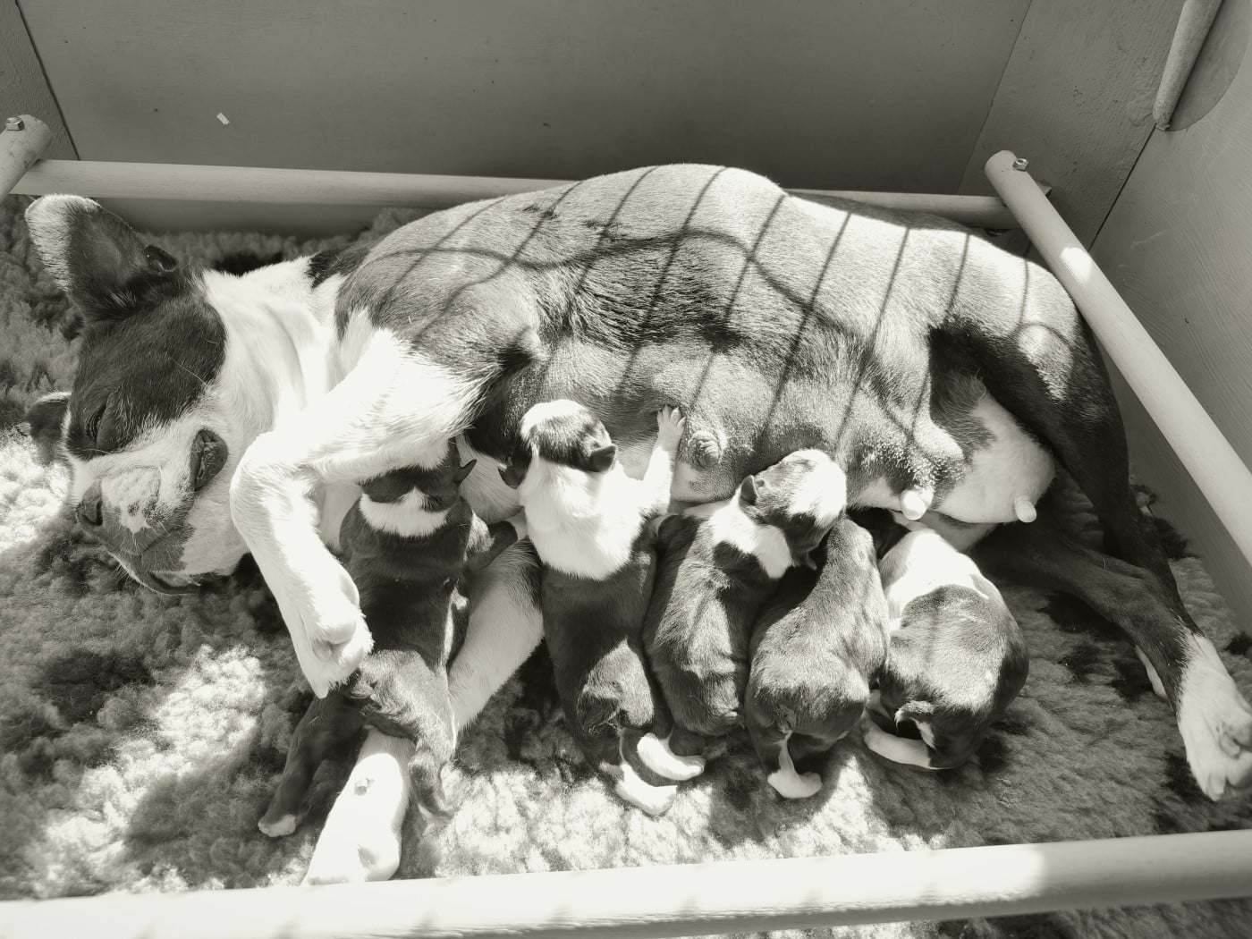 Boston Terrier - Lnb Boston