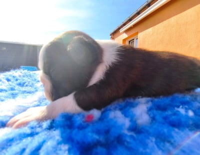 Les chiots de Boston Terrier