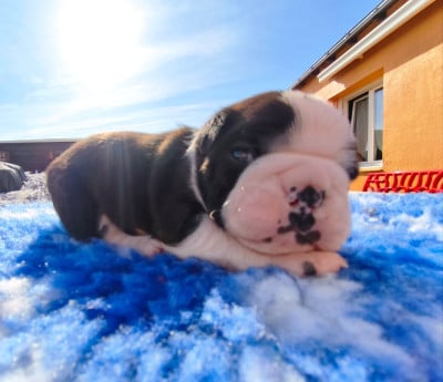 Les chiots de Boston Terrier