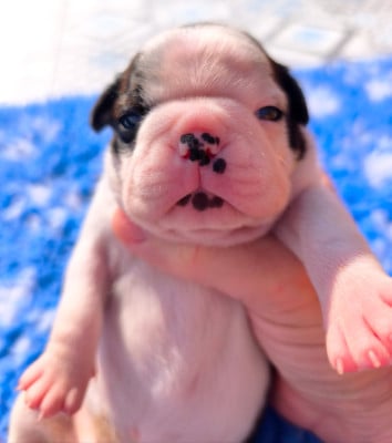 Les chiots de Boston Terrier