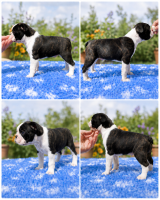 Les chiots de Boston Terrier