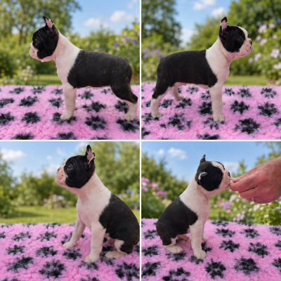 Les chiots de Boston Terrier