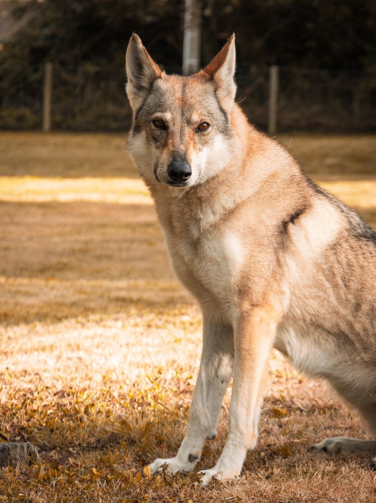 Northen star salto del lupo