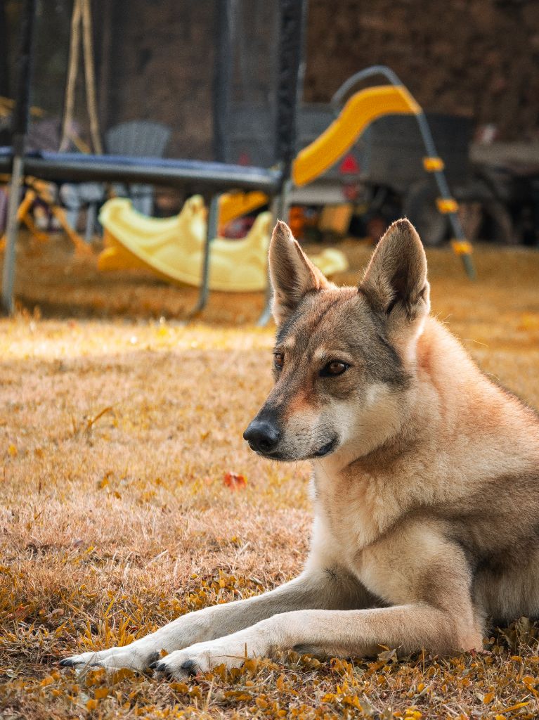 Northen star salto del lupo