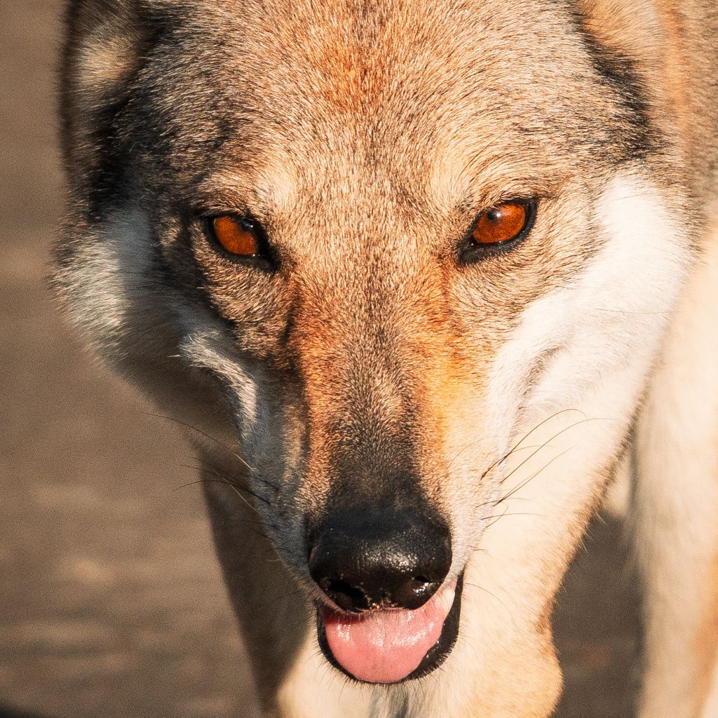 Northen star salto del lupo