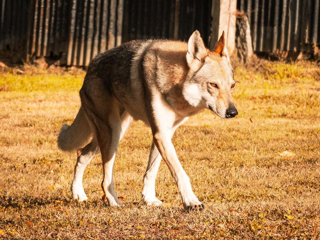 Northen star salto del lupo