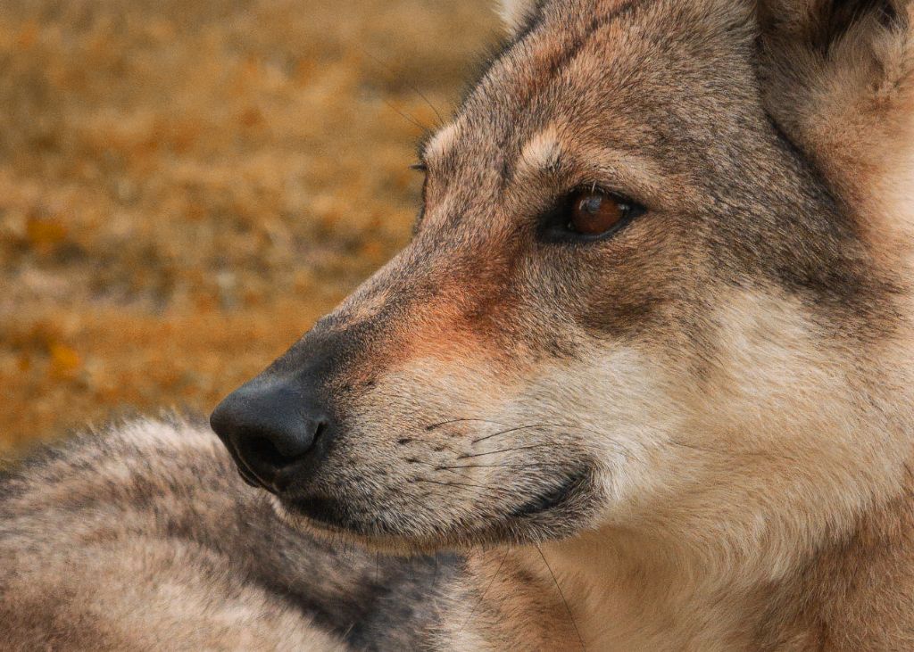 Northen star salto del lupo