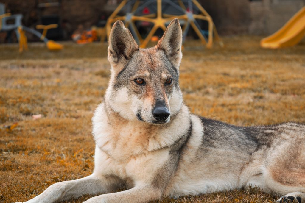 Northen star salto del lupo
