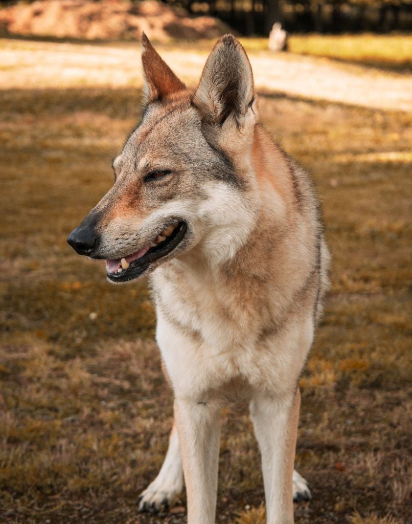 Northen star salto del lupo