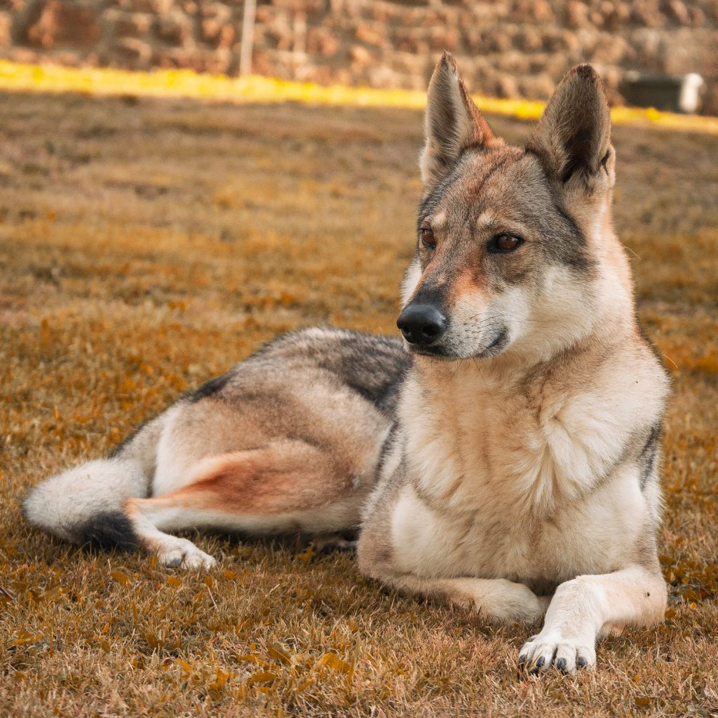 Northen star salto del lupo