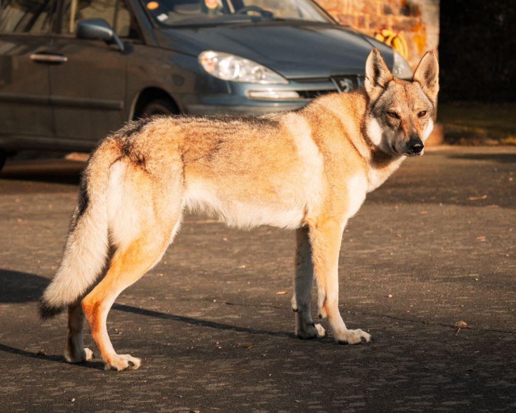 Northen star salto del lupo