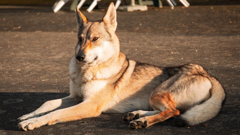 Northen star salto del lupo