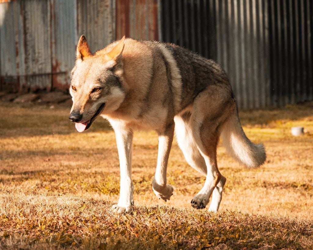 Northen star salto del lupo