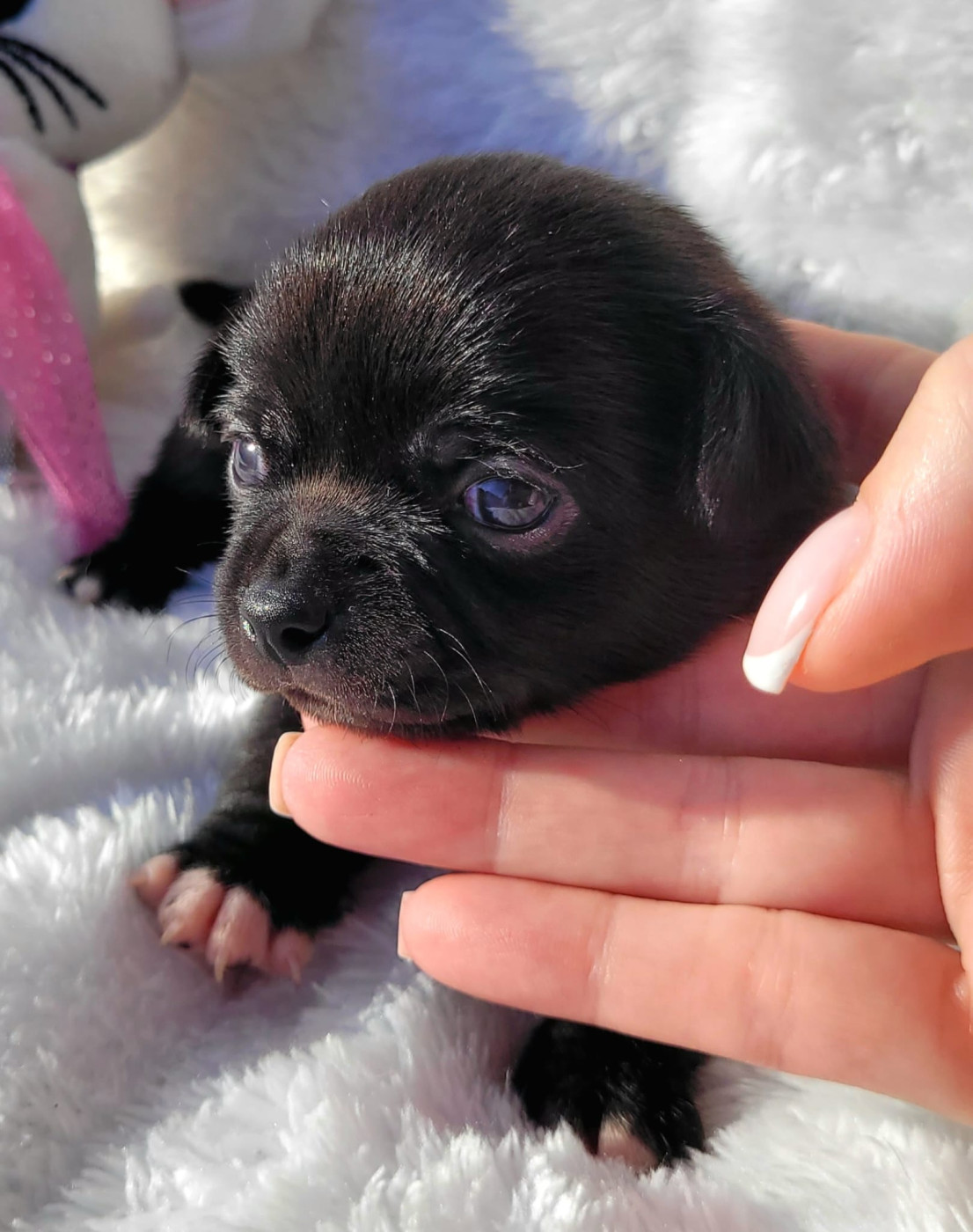 Bambi - Chihuahua