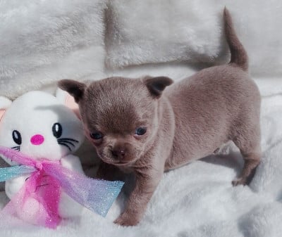 Les chiots de Chihuahua