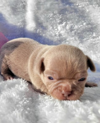 Les chiots de Chihuahua