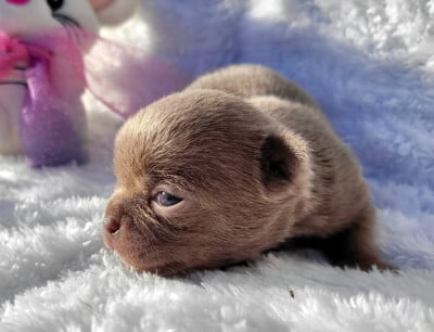 Les chiots de Chihuahua