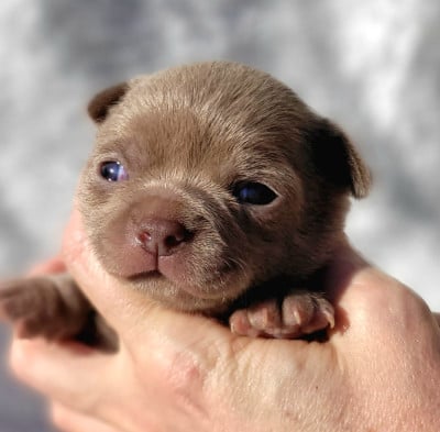 Les chiots de Chihuahua