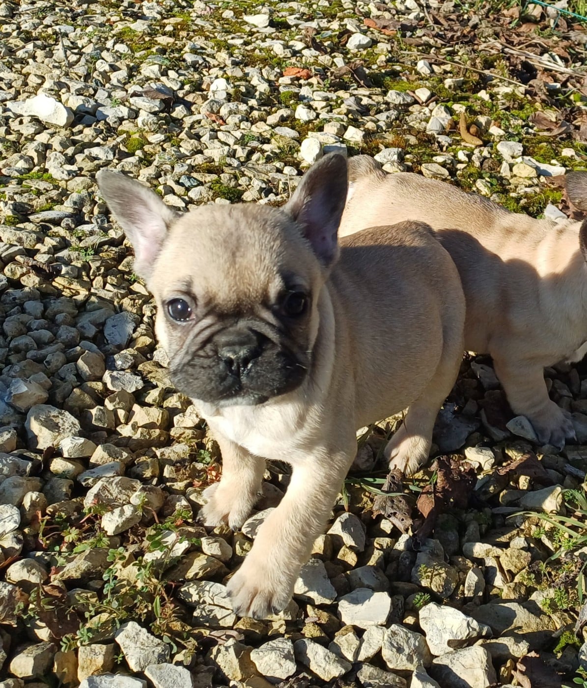 Bouledogue français - Du Domaine Des Pictons