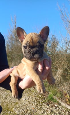 Les chiots de Bouledogue français