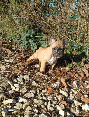 Les chiots de Bouledogue français