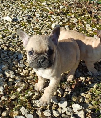 Les chiots de Bouledogue français