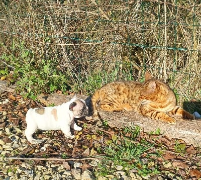 Les chiots de Bouledogue français