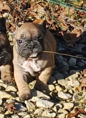 Les chiots de Bouledogue français