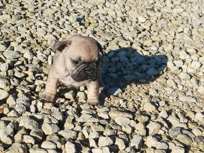 Les chiots de Bouledogue français