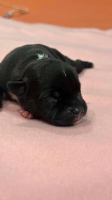 Les chiots de Staffordshire Bull Terrier