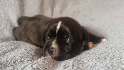 CHIOT 2 - Staffordshire Bull Terrier
