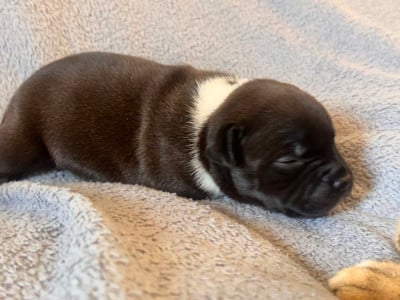 CHIOT 3 - Staffordshire Bull Terrier