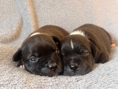 CHIOT 4 - Staffordshire Bull Terrier