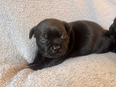 CHIOT 2 - Staffordshire Bull Terrier