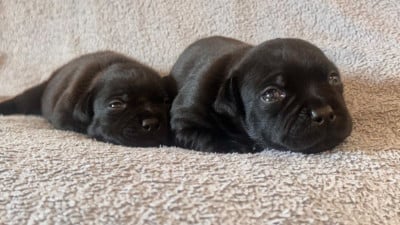CHIOT 1 - Staffordshire Bull Terrier