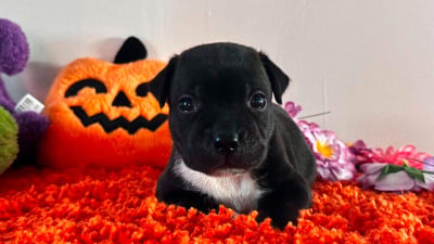 Les chiots de Staffordshire Bull Terrier