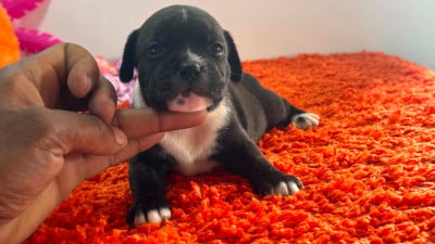Les chiots de Staffordshire Bull Terrier