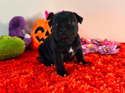 Les chiots de Staffordshire Bull Terrier