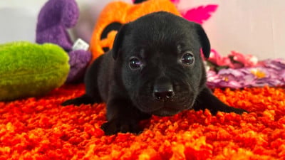 Les chiots de Staffordshire Bull Terrier